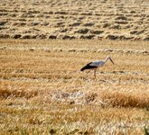 DSC_0268-EDIT.jpg