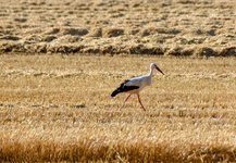 DSC_0270-EDIT.jpg