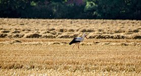 DSC_0291-EDIT.jpg