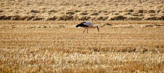 DSC_0274-EDIT.jpg
