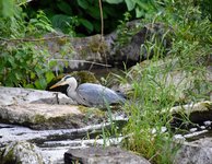 DSC_0134.JPG