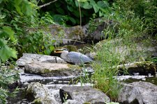 DSC_0130.JPG