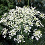 IMG_6849.JPG