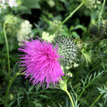 IMG_6848.JPG