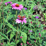 IMG_6860.JPG