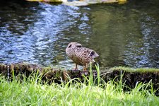 DSC_0209-EDIT.jpg