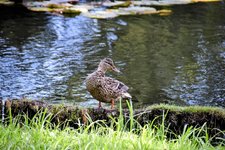 DSC_0210-EDIT.jpg