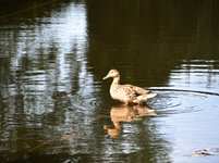 DSC_0204.JPG