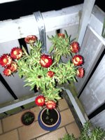 IMG_0855.jpeg