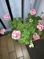 IMG_0857.jpeg