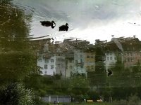 enten2_2.jpg