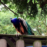 IMG_6901.JPG
