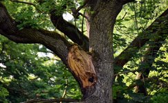 DSC_0055.JPG