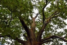 DSC_0258-EDIT.jpg