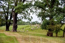DSC_0233-EDIT.jpg
