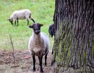 DSC_0191-EDIT.jpg