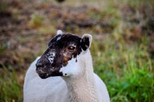 DSC_0220-EDIT.jpg