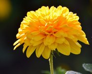 DSC_0008.JPG