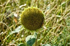DSC_0072-EDIT.jpg