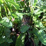 IMG_6936.JPG