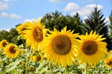 DSC_0246-EDIT.jpg