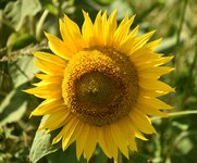 DSC_0321.JPG