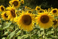 DSC_0315.JPG