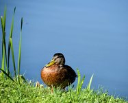 DSC_0062-EDIT.jpg