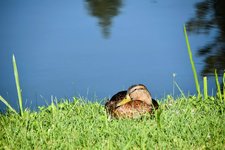 DSC_0065-EDIT.jpg