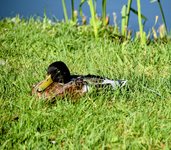 DSC_0068-EDIT.jpg
