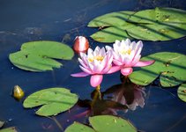 DSC_0131 (1).JPG