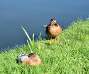 DSC_0059-EDIT.jpg