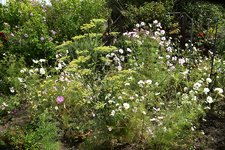 DSC_0019.JPG