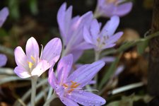 DSC_0017.JPG