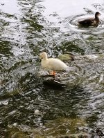 weisse_ente.jpg