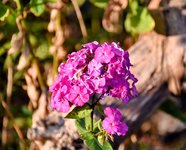 DSC_0028-EDIT.jpg