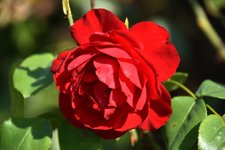 DSC_0047.JPG
