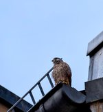 DSC_0213-EDIT.jpg