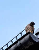 DSC_0214-EDIT.jpg