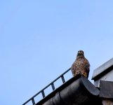 DSC_0216-EDIT.jpg