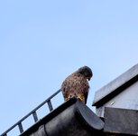 DSC_0217-EDIT.jpg