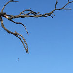 IMG_7050.JPG