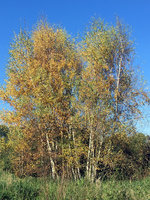 IMG_7055.JPG