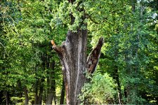 DSC_0332-EDIT.jpg