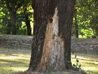 DSC_0327.JPG