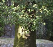 DSC_0338.JPG