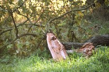 DSC_0252.JPG
