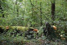DSC_0211.JPG