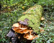 DSC_0205-EDIT.jpg