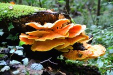 DSC_0199.JPG